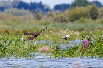 Obraz na płótnie Canvas Young marsh harrier attacks garganeys in wetlands. Powerful brown hawk and prey. Birds in wildlife.