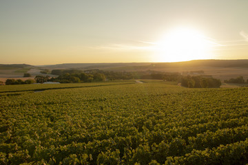 Fototapeta na wymiar Sunset on the vines, Champagne region