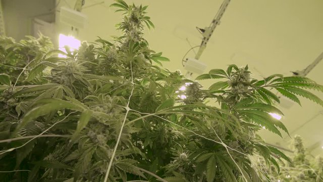 Cannabis Plants Harvest Growing Under LED Indoor Lighting Legalized Medical Marijuana