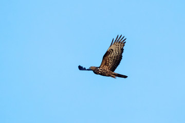 Honey buzzard flying under blue sky. Powerful funny bird of prey in wildlife.