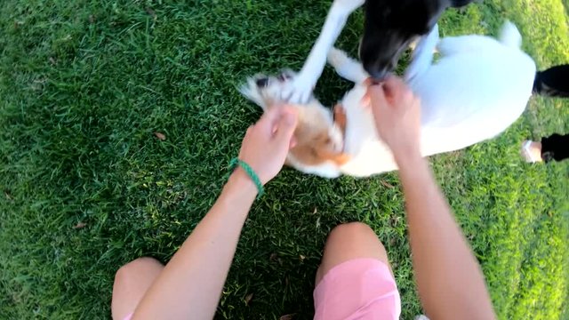 Playing with dogs in park, POV