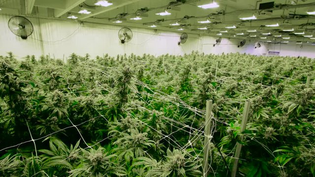 Growing Cannabis Marijuana Plants Greenhouse Pan Across Room Large Industrial Warehouse