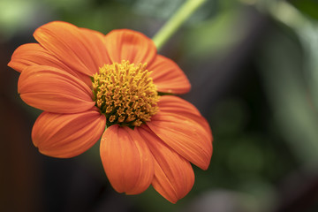 Blooms of orange Zinnia elegans