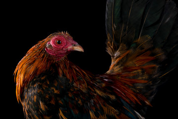 rooster on a black background