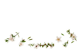 closeup of white manuka flowers on white background with copy space