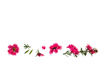 pink manuka tree flowers isolated on white background with copy space - Powered by Adobe