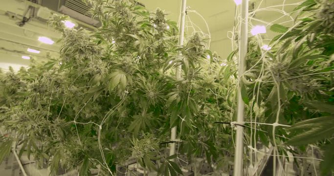 View Walking Through Cannabis Farm Various Plants Artificial Indoor Lighting
