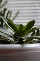 green plant in a pot