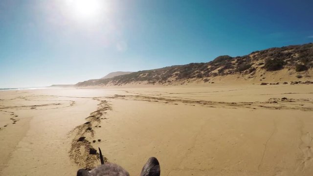 Wallaby hops on beach in slow motion, POV