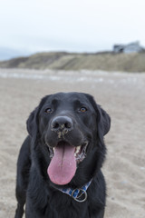 Black labrador playing on the beach