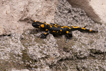 little salamander on the stones
