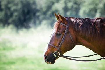 Obraz premium horse profile portrait