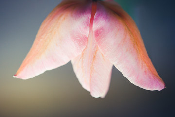 vibrant tulip petals