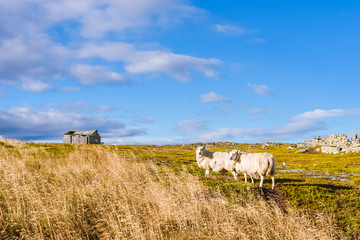 Autumn Norway landscape with two sheep who go to the wooden shelter