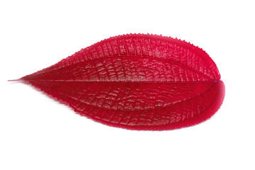 Red leaf isolated on white background In the natural forest Phuket Thailand