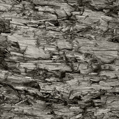 Natural Weathered Grey Taupe Brown Cut Tree Stump Texture Large Horizontal Detailed Wounded Damaged Vandalized Gray Lumber Background Wood Macro Closeup