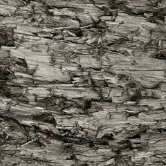 Natural Weathered Grey Taupe Brown Cut Tree Stump Texture Large Horizontal Detailed Wounded Damaged...