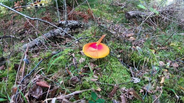 Colorful mushroom in autumn woods.