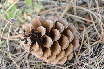 a pine cone on the ground
