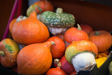A lot of decorative and edible pumpkins on market in autumn before Halloween