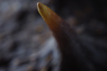 Close-up of peak of horse chestnut fruit