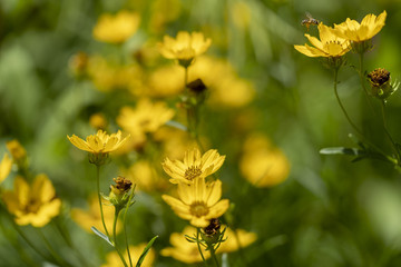 Bee on a yellow daisy flower