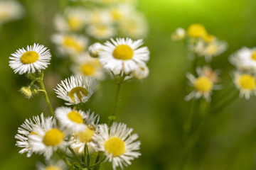 Fototapeta premium White daisy on a sunny day