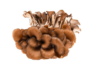maitake mushrooms on white background