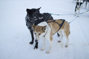 Sled Dogs in Alaska 