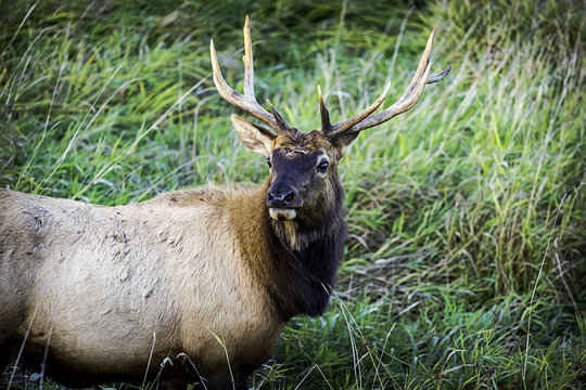 Oregon Coast Elk