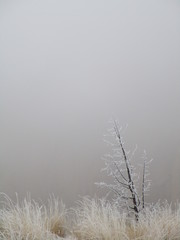 Trees and wild grasses with a fresh morning frost with Smith Rock barely visible in the background through the winter fog in Central Oregon.