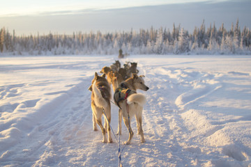 Plakat Dog Sledding in Alaska