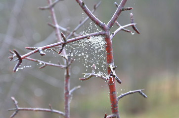 branches of wild rose hips braided with cobwebs covered with shiny drops of morning dew