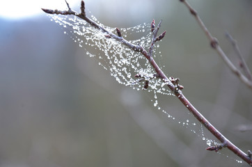 branches of wild rose hips braided with cobwebs covered with shiny drops of morning dew
