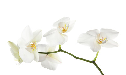 Fototapeta na wymiar Branch with beautiful orchid flowers on white background. Tropical plant