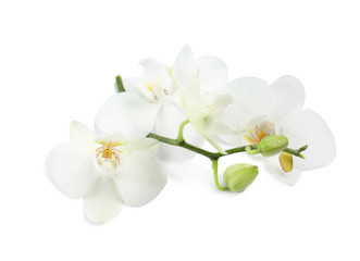 Fototapeta na wymiar Branch with beautiful orchid flowers on white background. Tropical plant