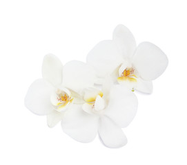 Naklejka na ściany i meble Beautiful orchid flowers on white background. Tropical plant