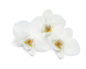 Fototapeta na wymiar Beautiful orchid flowers on white background. Tropical plant