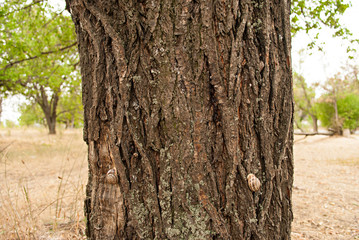 Obraz premium Two gastropod snail sleeps on a tree in the southern country in Sunny time