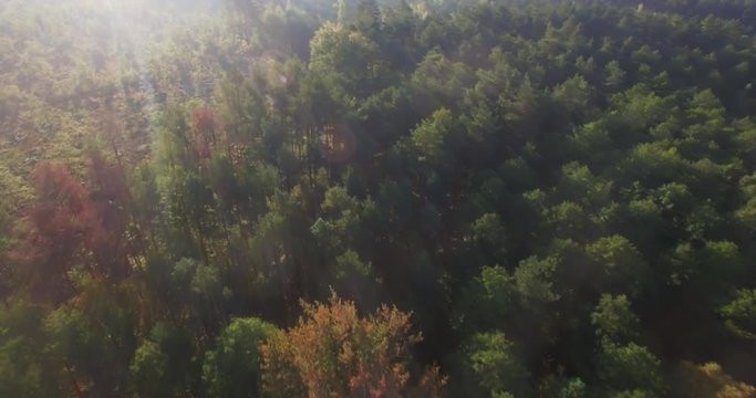 Drone flying above endless green treetops dense woods forest in morning sun rays change direction. Aerial copter flyover woodland forestland at sunrise top down view nature background deforestation