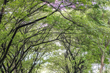 Fototapeta premium Lots of tree branches. green forest