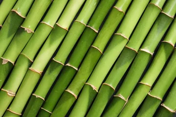 Fototapete Bambus Green bamboo stems as background, top view