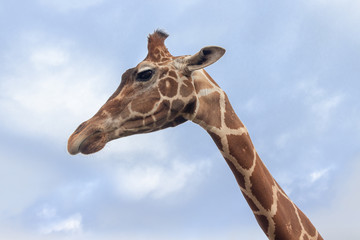 Giraffe