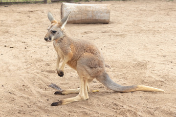 Naklejka na ściany i meble Baby Kangaroo