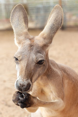 Kangaroo eating