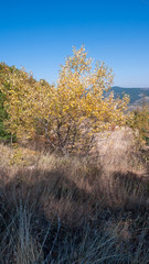 Amazing Autumn landscape Ruen Mountain- northern part of Vlahina Mountain, Kyustendil Region, Bulgaria