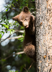 Black bear cub in a tree © Jillian
