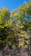 Fototapeta premium Amazing Autumn landscape Ruen Mountain- northern part of Vlahina Mountain, Kyustendil Region, Bulgaria