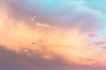 dramatic sky seagull flying © Kathleen
