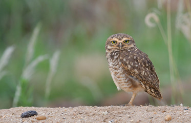Burrowing owl